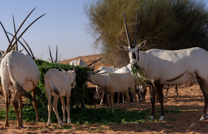 heritage-safari-04 11